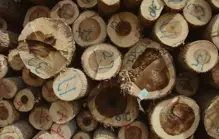 Древесина Аппалачских гор